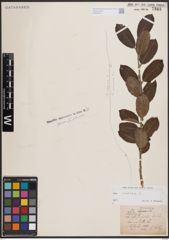 Foto von Salix cinerea L.